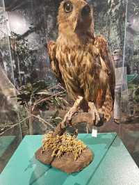 The natural history museum 
