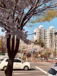Sunny Strolls in Wolpyeong: Discovering Spring's Cherry Blossom Touches