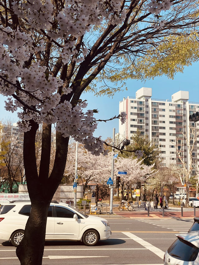 Sunny Strolls in Wolpyeong: Discovering Spring's Cherry Blossom Touches