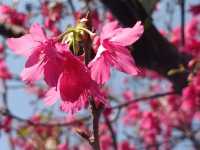🌸** 新竹頭前溪橋左岸櫻花步道**🌸