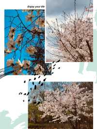 A Breath of Fresh Air and Greenery: Maeheon's Springtime Refreshment 