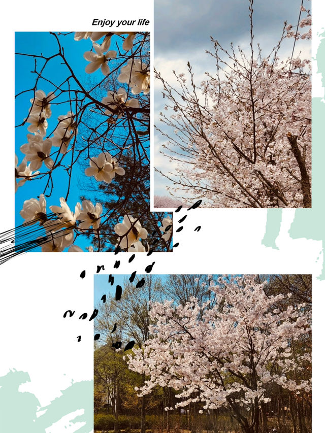 A Breath of Fresh Air and Greenery: Maeheon's Springtime Refreshment 