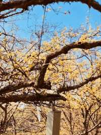 Early Spring Delight: Sansuyu Village's Golden Floral Scenery Warms the Soul 
