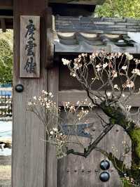 Early Spring at Keiunkan🌸