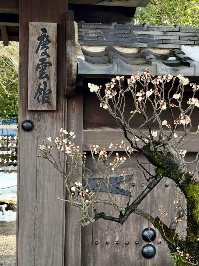 Early Spring at Keiunkan🌸