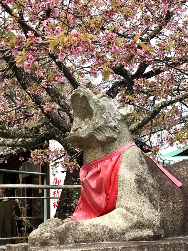 Cherry Blossoms at Horin-ji Temple, Kyoto