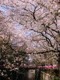 【目黒　桜舞い散る川辺を歩き郷さくら美術館でアートの桜三昧から代官山へ】