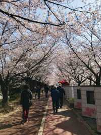 🇰🇷釜山賞櫻🌸 三樂生態公園🌸