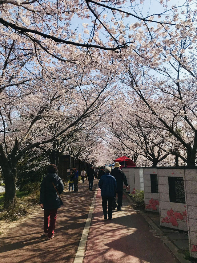 🇰🇷釜山賞櫻🌸 三樂生態公園🌸