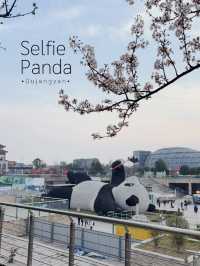 ไปถ่ายรูปกับ Selfie panda ที่ Dujiangyan กันเถอะ