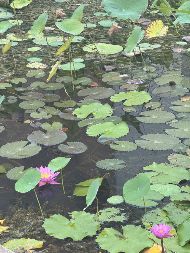 Mesmerising Siem Reap