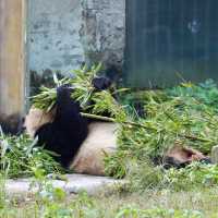 CHONGQING | PANDA ZOO