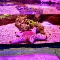 JOURNEY BENEATH THE WAVES | DISCOVER SEA LIFE MALAYSIA TODAY !