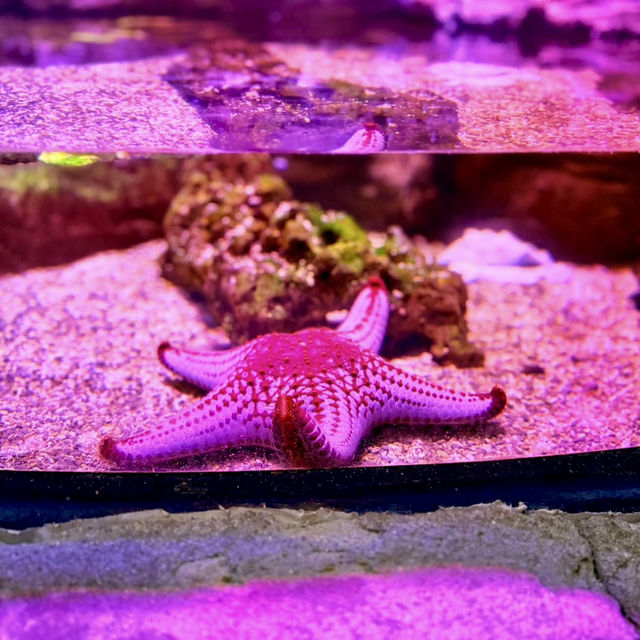 JOURNEY BENEATH THE WAVES | DISCOVER SEA LIFE MALAYSIA TODAY !
