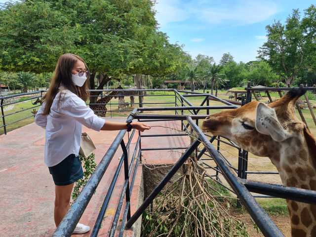 Khao Kheow Open Zoo 