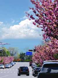 Qingdao | The King of Cherry Blossoms Is Blooming This April!