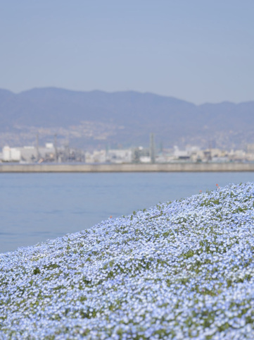 The Flowers from Himmel's Hometown Can Be Found Near Mt. Fuji Too