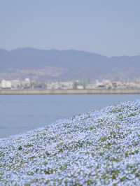 The Flowers from Himmel’s Hometown Can Be Found Near Mt. Fuji Too