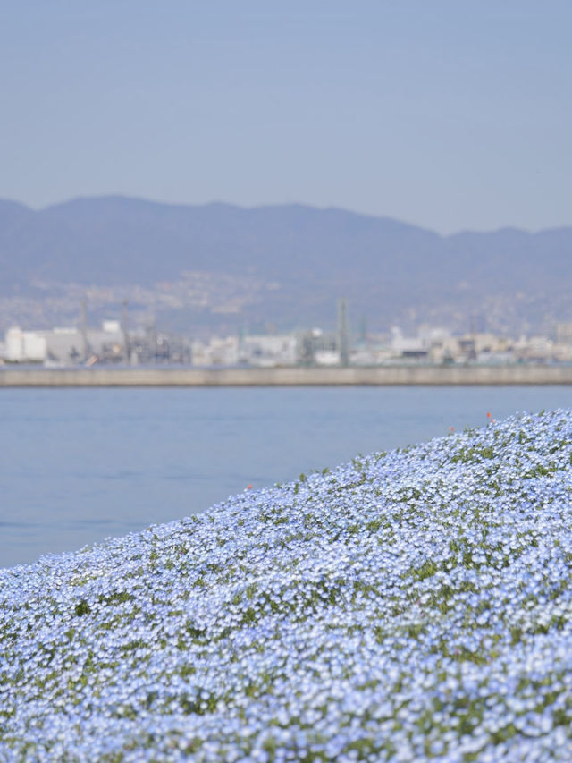 The Flowers from Himmel’s Hometown Can Be Found Near Mt. Fuji Too
