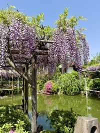 Wisteria Wonderland at Kameido Tenjin Shrine