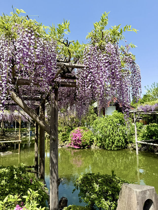 Wisteria Wonderland at Kameido Tenjin Shrine