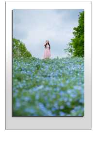 Experience with Nemophila and Double Cherry Blossoms at Showakinen Park, Tachikawa
