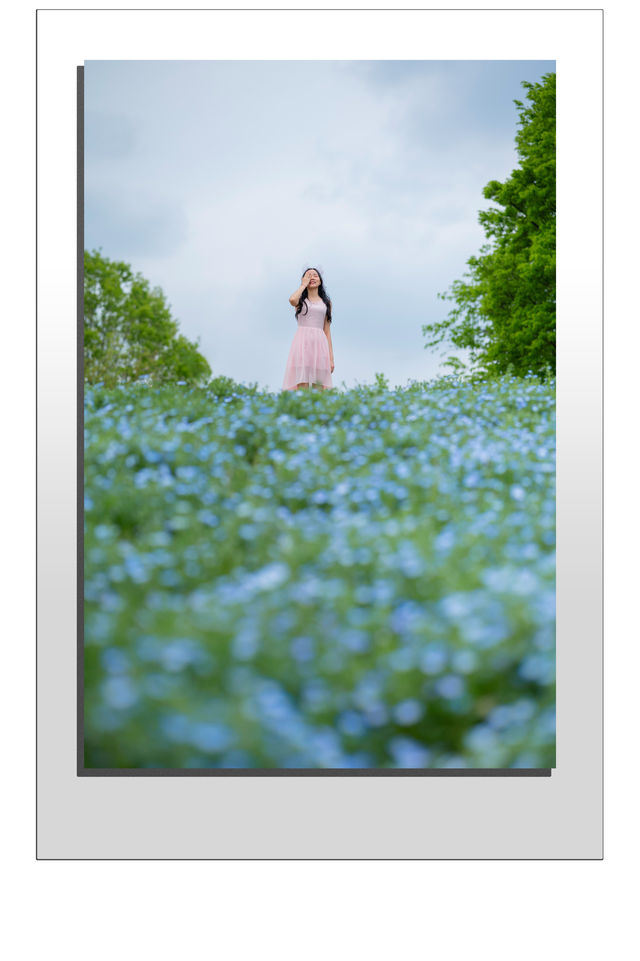 Experience with Nemophila and Double Cherry Blossoms at Showakinen Park, Tachikawa