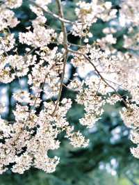 The cherry blossoms in Labor Park look like something straight out of a manga.