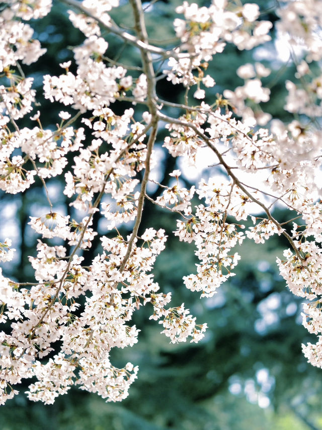 The cherry blossoms in Labor Park look like something straight out of a manga.