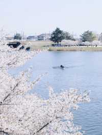 🌸 Spring Exchange | Cherry Blossoms by the Riverside and the Flow of Everyday Life