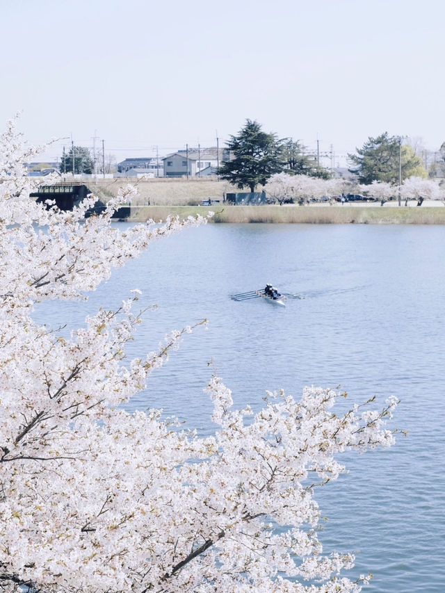 🌸 Spring Exchange | Cherry Blossoms by the Riverside and the Flow of Everyday Life