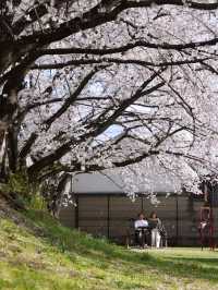 Soga River – A Peaceful Cherry Blossom Journey 🌸🚶‍♂️
