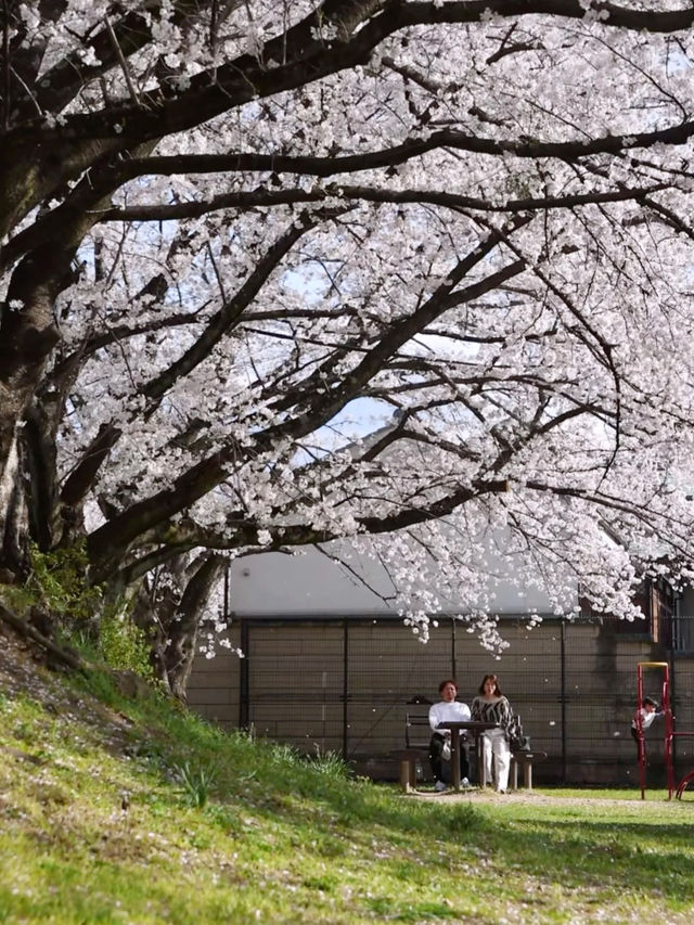 Soga River – A Peaceful Cherry Blossom Journey 🌸🚶‍♂️