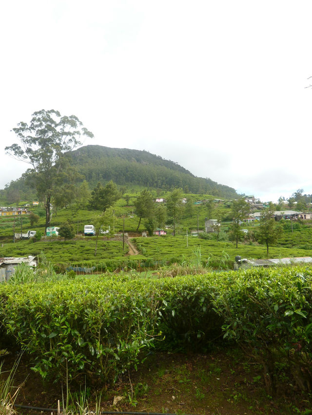 🇱🇰スリランカ📍ヌワラエリアお茶畑列車を体験！