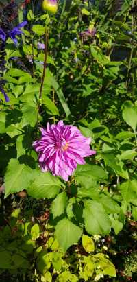 🎨 Fondation Monet in Giverny – 모네의 정원, 꿈같은 아침