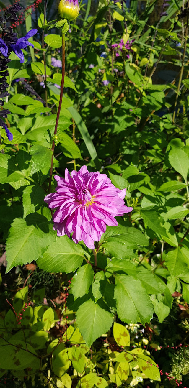 🎨 Fondation Monet in Giverny – 모네의 정원, 꿈같은 아침