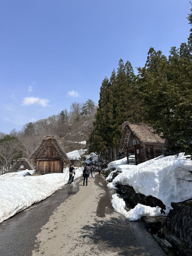 🇯🇵 白川鄉一定要上展望台和近距離拍小屋🏡 ❄️
