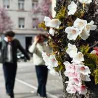 Spring Blooms in Zurich: A Floral Wonderland