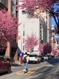 Tokyo Early Cherry Blossoms | Actual Photos with Detailed Address 🌸