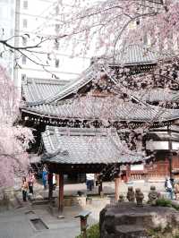 Kyoto Live Update | 7:30 AM at Rokkakudō — The Pink Waterfall That Made Me Cry