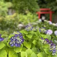 【鎌倉】鎌倉の紫陽花 有名スポット長谷寺