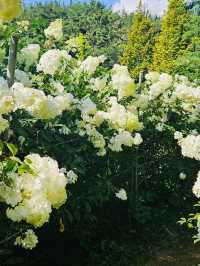 A White Cloud Descends: Discovering the Ethereal Hydrangea Seas of Jukwhagyeong