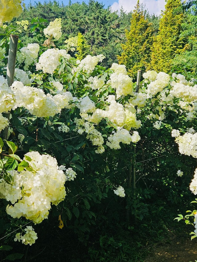 A White Cloud Descends: Discovering the Ethereal Hydrangea Seas of Jukwhagyeong