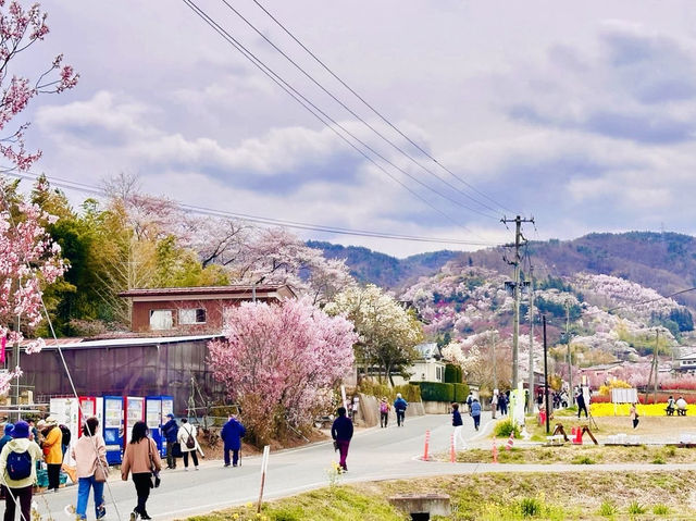 🇯🇵福島 有見過那麼色彩鮮艷的山坡嗎？ 🌼🌸