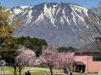 Koiwai Farm Sakura | Where Blossoms Meet Pastoral Splendor