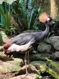 #鳳凰谷鳥園生態園區-南投縣鹿谷鄉