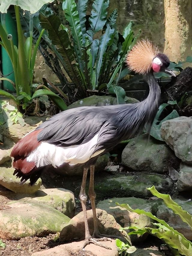 #鳳凰谷鳥園生態園區-南投縣鹿谷鄉