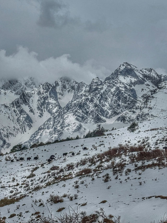 Breathing the Sky: A Calm Escape to Yak Meadow (牦牛坪) on Jade Dragon Snow Mountain