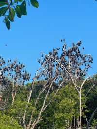 17 Islands and the Flying Foxes of Ruteng