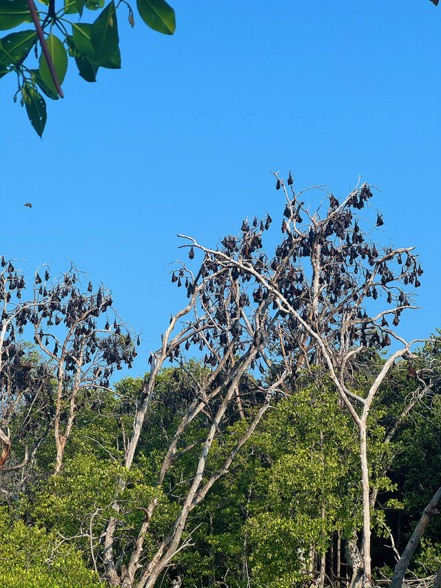 17 Islands and the Flying Foxes of Ruteng
